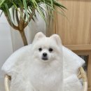 클라우드독 미용실 이미지