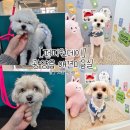 봉그루밍 | 광양 퍼피원데이 애견미용실 추천