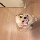 덕봉주르 이미지