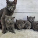 고양이전문점 허니캣 이미지