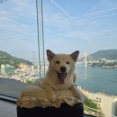 여수오션뷰카페, 반려견동반도 가능한 디저트 맛집