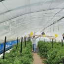 윤주농장 이미지