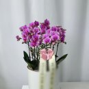 석가울농장 네이버블로그