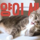 고양이세수 이미지