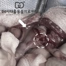 24시청주i동물병원 | 청주 24시 동물병원 강아지 자궁축농증 증상과 수술 치료후기