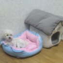 우리탕 Daum카페