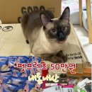 펫프렌즈동물병원 | 🐱 펫프렌즈 50만원 내돈내산 후기! 고양이간식 대량 구매했어요 😻