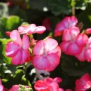 영지민박 이미지