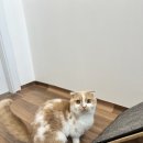 냥냥민박 네이버블로그