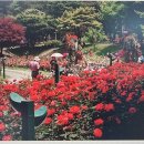 오월N장미 이미지