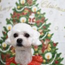 망고펫살롱 이미지