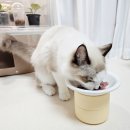 앙꼬생고기 | 강아지 고양이 생고기 급여? 닭 돼지고기 소고기 생식