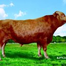 충청남도축산기술연구소 이미지