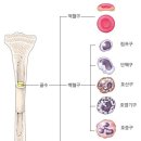 내 뼈 속에 이미지