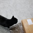 로켓고양이
