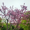 서산 개심사 겹벚꽃 이미지
