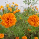 금잔화(金盞花)/ Pot Marigold 이미지