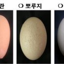 싱싱계란 Daum카페