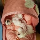 애견 11번가 이미지