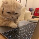 (주)지피코3공장 | 모공축소시술 비용 코 부작용? 내돈내받 전후 후기