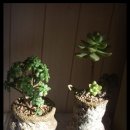 행복나무 이미지