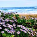 솔숲하우스 이미지