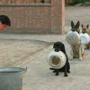 고계 Daum카페