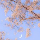 세라비 Daum카페