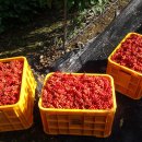 다락골농장 이미지