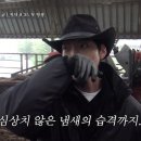 팜팜