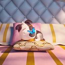 사랑 DOG 차지 이미지