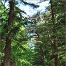 [금산여행] 전나무 숲속길 너머 천년의 은행나무를 품은 보석같이 아름다운 보석사 이미지