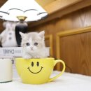 미니펫 강아지분양 고양이분양 부천점 이미지