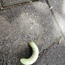🐛 신기한 박각시나방 애벌레를 만났어요! 이미지