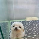 부천강아지분양 멍미 이미지