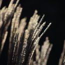 산속화전꿀 | 바람이 분다, 살아야겠다