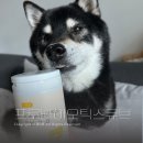 강아지변비 고민이라면? 수플담 프로바이오틱스 큐브 2.0 솔직 후기
