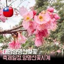 현재 | 대만 타이베이 양명산 벚꽃 시기 | 3월 초 실패 후기 현재 상태?
