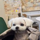 퍼피앤캣 이미지