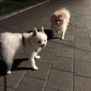 [주간 일기]/ 7월 세번째 일기/ 포항 놀러 갔다가 오빠가 만든 삼계탕 먹고 힘내서 열 일 하다가 틈틈이...