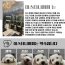 데스티니 퍼피 이미지