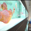 경기관상어 이미지