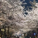 주정차단속-53 | 서울 벚꽃 명소 추천 | 합정 망원 희우정로 만개 후기 (2026년 실시간)