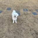 스테이 만천 | 의성 애견동반펜션 후기｜마당 있는 곳, 강아지 뛰어놀기 좋은곳 애견동반 감성 펜션 스테이만천