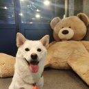 오늘도 해맑개 이미지