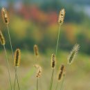 강아지풀 이미지