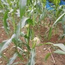 중리농장 이미지