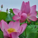 경주숲 1,2 이미지