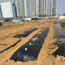 무성농장 | 주말농장 감자심기 방법 실제후기｜씨감자 간격, 심는 깊이, 물주기까지 초보도 쉽게