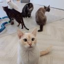 고양이별 캣 카페 이미지